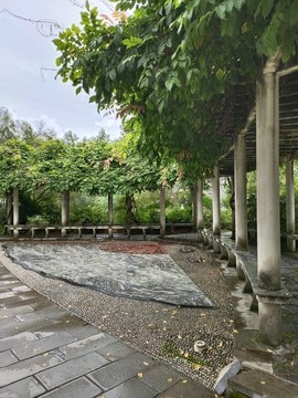 學(xué)校綠長(zhǎng)廊