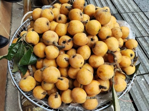 新鮮枇杷
