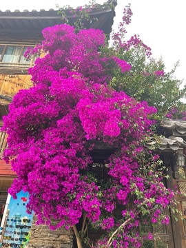光葉子花