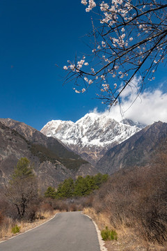 西藏林芝南迦巴瓦峰雪山下的桃花