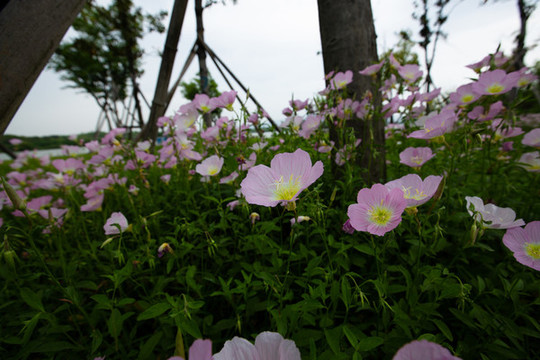 波斯菊