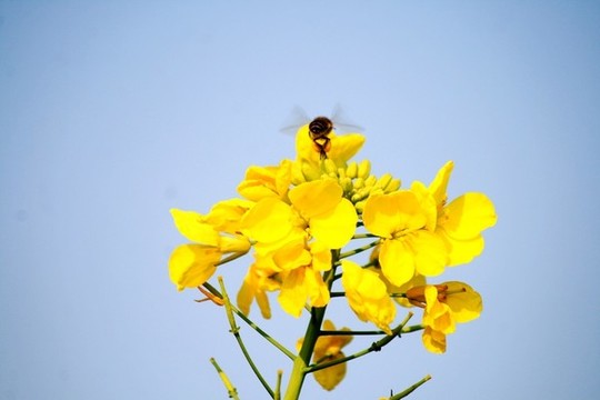 油菜花