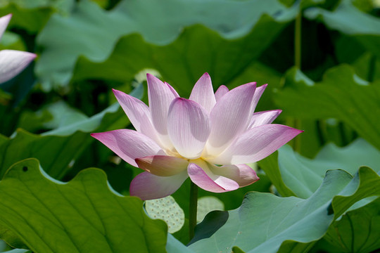 夏日荷花盛開