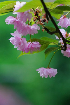 海棠花特寫