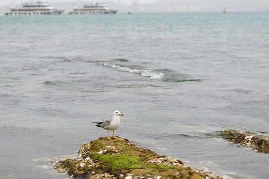 海鷗
