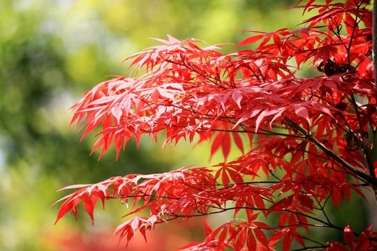 紅楓