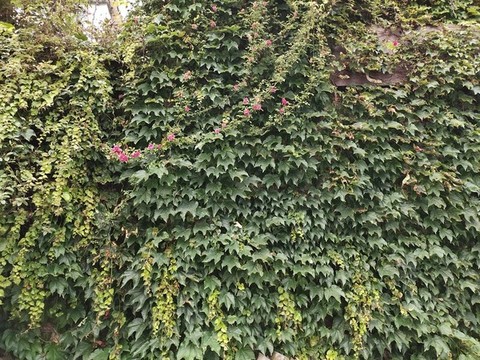 綠植背景