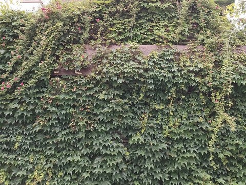 綠植背景