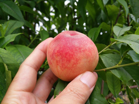 綠色桃園摘桃