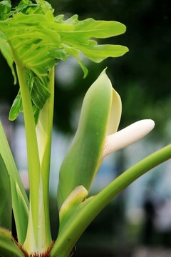 春羽開(kāi)花