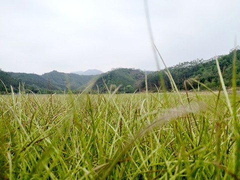 草地近影