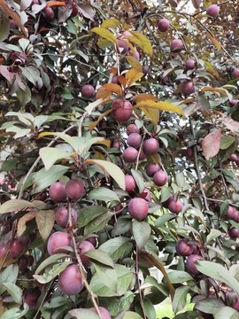 紅葉李果實與枝葉