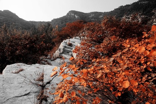 紅葉秋葉