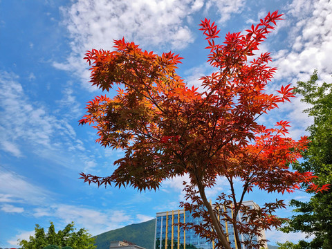 紅楓葉樹