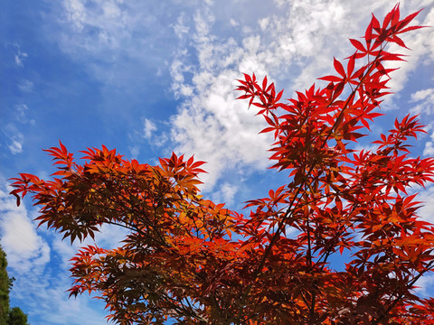 紅楓葉樹