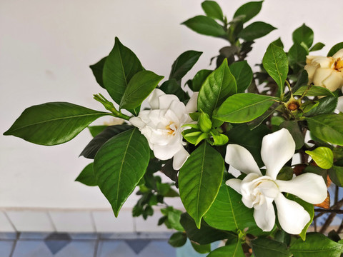 盆栽梔子花