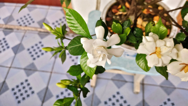 盆栽梔子花