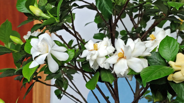 盆栽梔子花