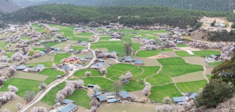 羅馬村桃花