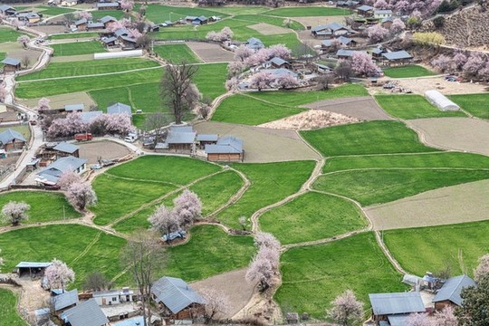 羅馬村桃花