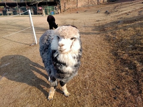 羊駝