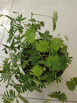 含羞草