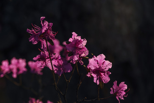 杜鵑花