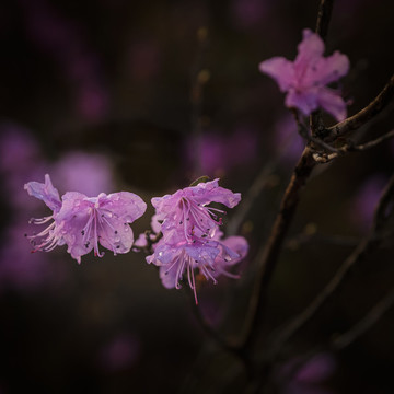 杜鵑花