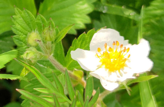野花