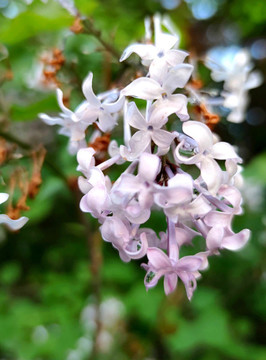 丁香花開
