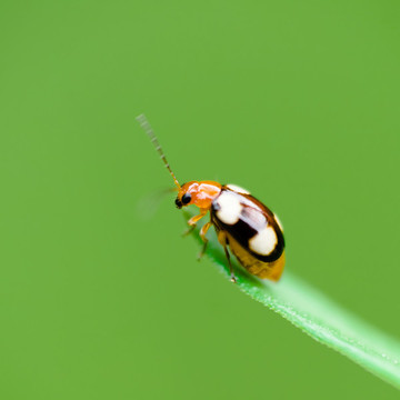 昆蟲