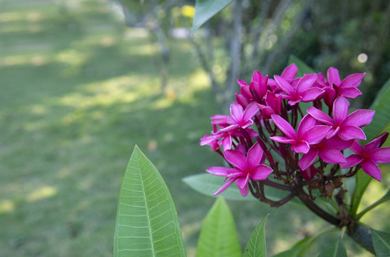 蛋黃花