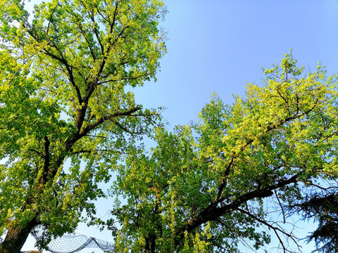 綠樹天空