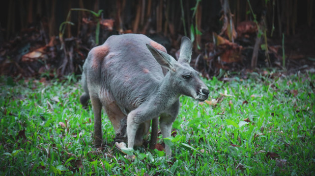 動物園里的袋鼠