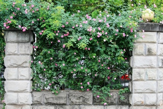 綠植墻