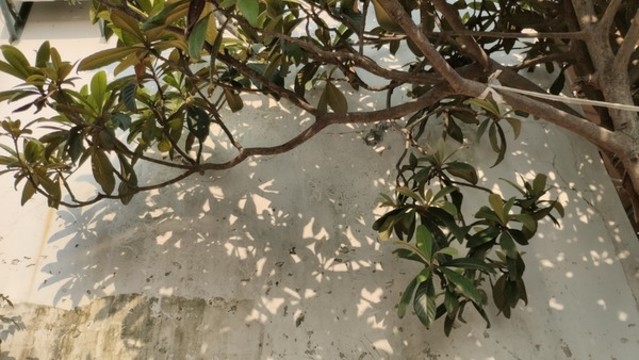 枇杷樹