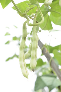 豆角