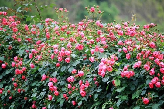 月季花墻
