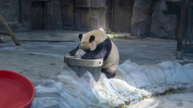熊貓