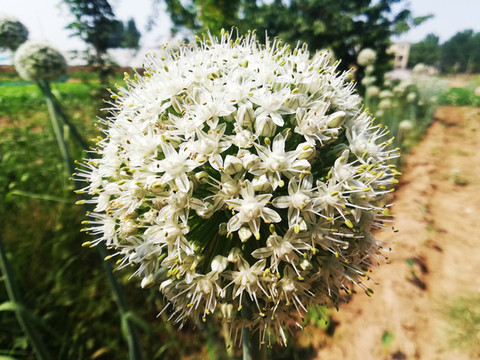 蔥頭花