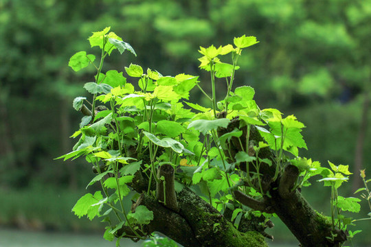 綠色植物背景