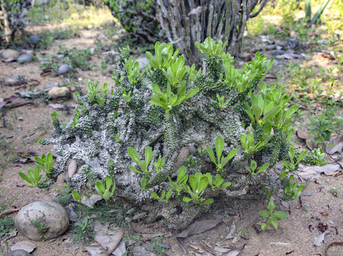 沙漠旱地植物
