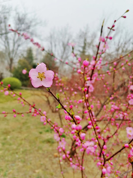 山桃花