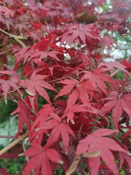 楓葉