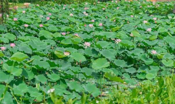南沙東涌公園唯美荷花池