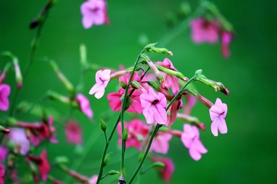 花煙草