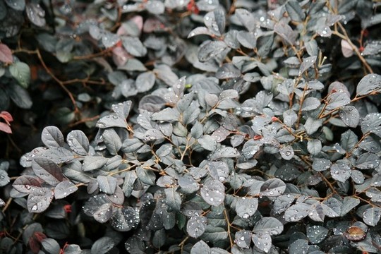 紅花檵木