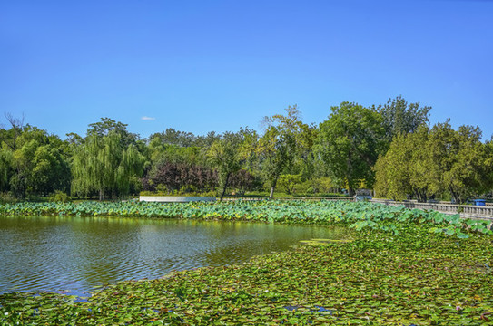 天津水上公園荷塘