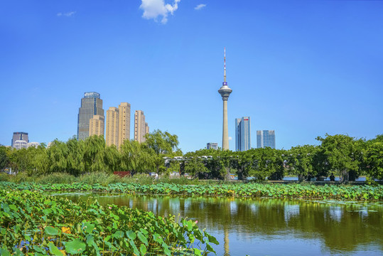 天津水上公園荷塘