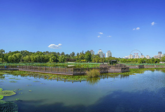天津水上公園荷塘大畫幅